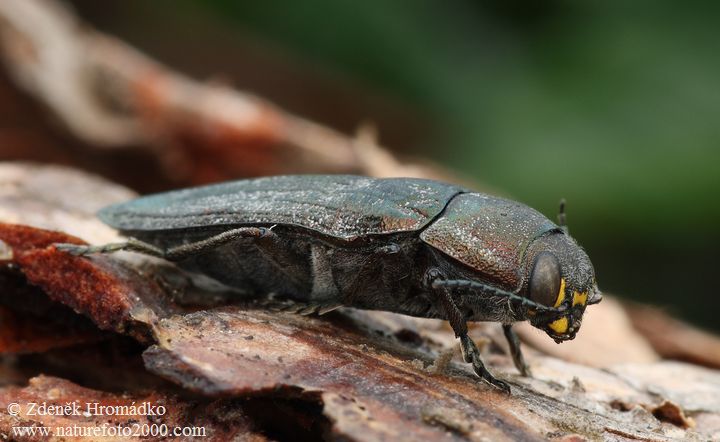 krasec lesní, Buprestis rustica, Buprestidae (Brouci, Coleoptera)