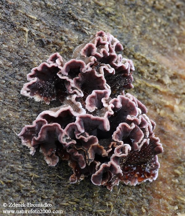 pevník nachový, Chondrostereum purpureum (Houby, Fungi)