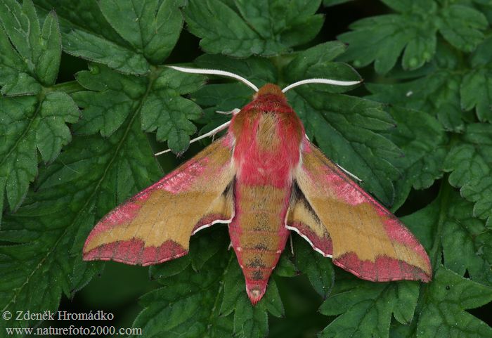 Lišaj kyprejový, Deilephila porcellus (Motýli, Lepidoptera)