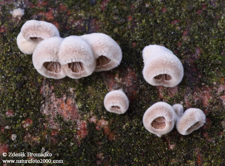 Common Porecrust, Schizophyllum commune, Schizophyllaceae (Mushrooms, Fungi)