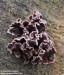 pevník nachový (Houby), Chondrostereum purpureum (Fungi)
