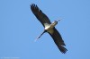 Čáp černý (Ptáci), Ciconia nigra (Aves)