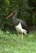 Čáp černý (Ptáci), Ciconia nigra (Aves)